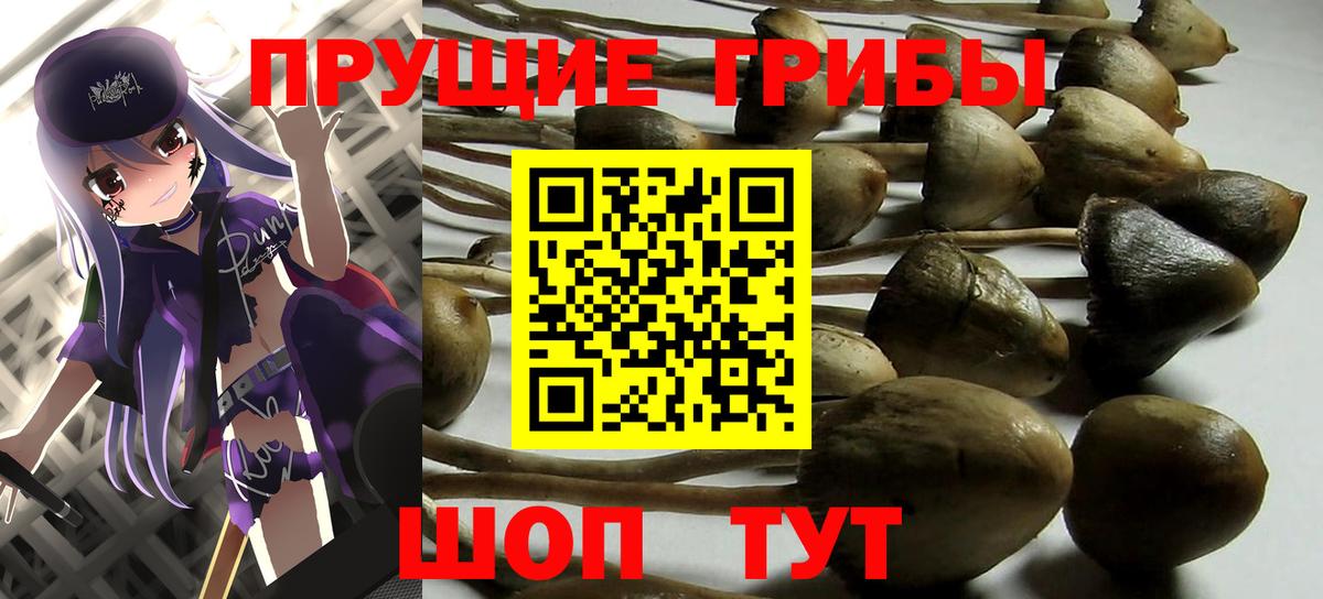 Псилоцибиновые грибы Psilocybine cubensis  цена   Нальчик  Псилоцибиновые грибы Psilocybine cubensis 